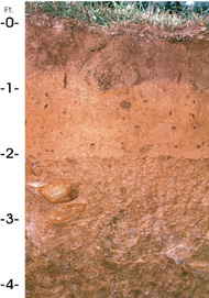 West Virginia State Soil: Monongahela Silt Loam