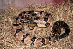 West Virginia Timber rattlesnake