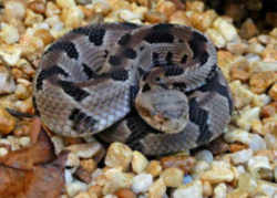 West Virginia Timber rattlesnake