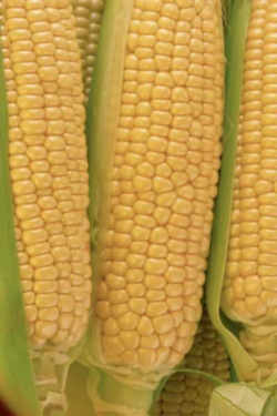 Wisconsin State Grain: Corn