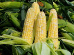 Wisconsin State Grain: Corn