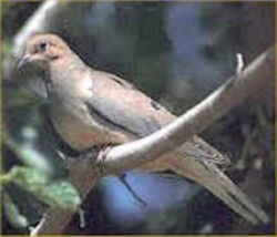 Wisconsin State Symbol of Peace: Mourning Dove