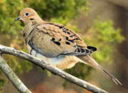 Wisconsin State Symbol of Peace: Mourning Dove