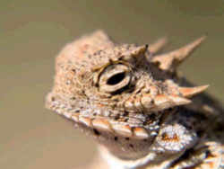 Wyoming State Reptile: Horned Toad