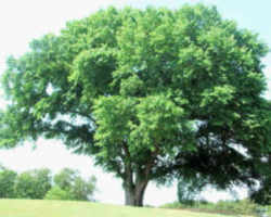 Massachusetts State Tree: American Elm
