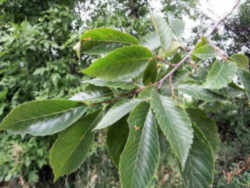 Massachusetts State Tree: American Elm