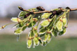 North Dakota State Tree: American Elm