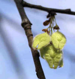 Massachusetts State Tree: American Elm