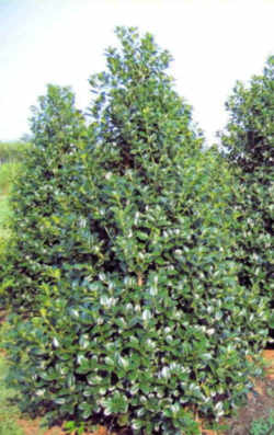 Tree, a state symbol: American Holly