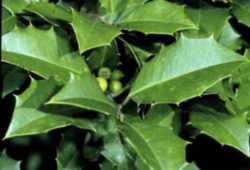 Tree, a state symbol: American Holly