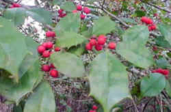 Tree, a state symbol: American Holly