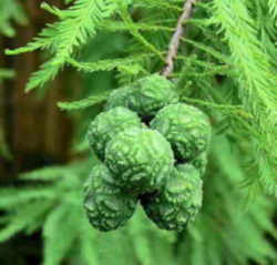 Tree, a Bald Cyprusl