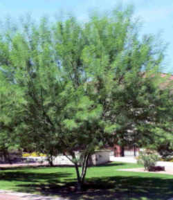 Tree, a Arizona state symbol: Palo Verde