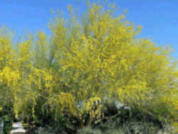 Tree, a Arizona state symbol: Palo Verde