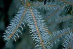 Utah State Tree: Blue Spruce