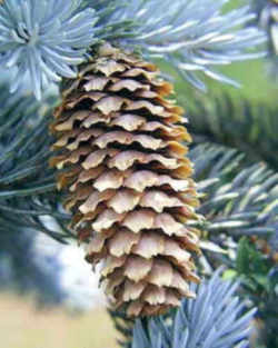 Utah State Tree: Blue Spruce