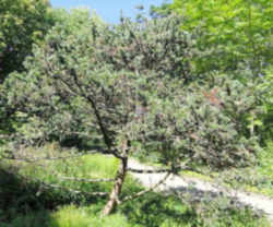 Nevada State Tree: Bristlecone Pine