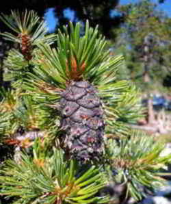 Nevada State Tree: Bristlecone Pine