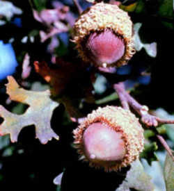 Iowa State Tree- Bur Oak