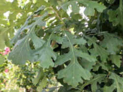 Iowa State Tree- Bur Oak