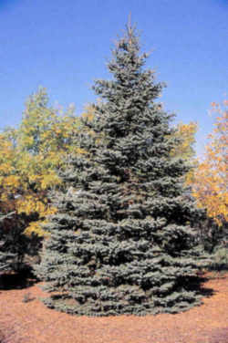 Colorado Blue Spruce