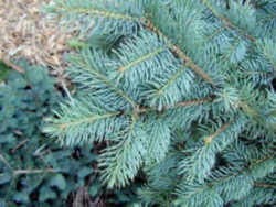 Colorado Blue Spruce