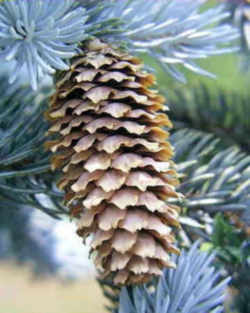 Colorado Blue Spruce