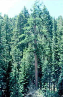 Oregon State Tree: Douglas Fir