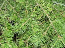 Oregon State Tree: Douglas Fir