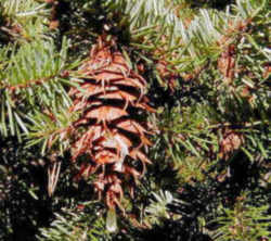 Oregon State Tree: Douglas Fir