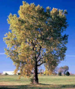 Kansas State Tree: Cottonwood