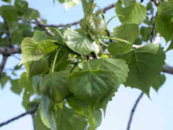 Nebraska State Tree: Eastern Cottonwood