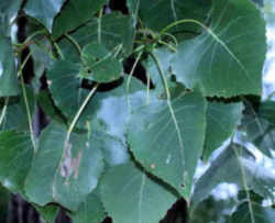 Kansas State Tree: Cottonwood