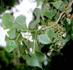 Nebraska State Tree: Eastern Cottonwood