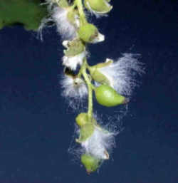 Kansas State Tree: Cottonwood