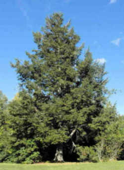 Eastern Hemlock: Pennsylvania State Tree
