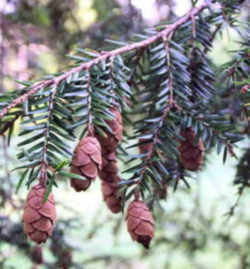 Eastern Hemlock: Pennsylvania State Tree