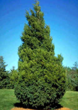 Tennessee State Evergreen Tree: Eastern Red Cedar