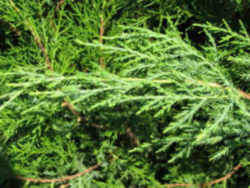 Tennessee State Evergreen Tree: Eastern Red Cedar