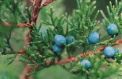 Tennessee State Evergreen Tree: Eastern Red Cedar