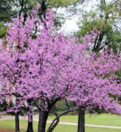 Oklahoma State Tree: Eastern Redbud