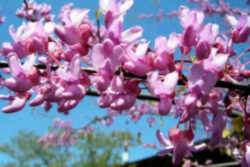 Oklahoma State Tree: Eastern Redbud