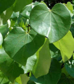 Oklahoma State Tree: Eastern Redbud