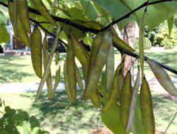 Oklahoma State Tree: Eastern Redbud