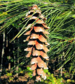 Eastern white pine cones