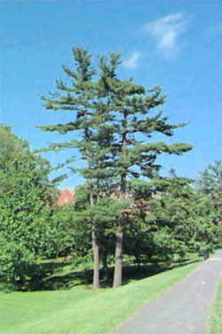 Michigan State Tree: Eastern White Pine