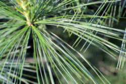 Michigan State Tree: Eastern White Pine