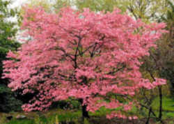 Flowering Dogwood