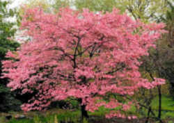 Missouri State Tree: Flowering Dogwood