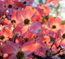 Flowering Dogwood